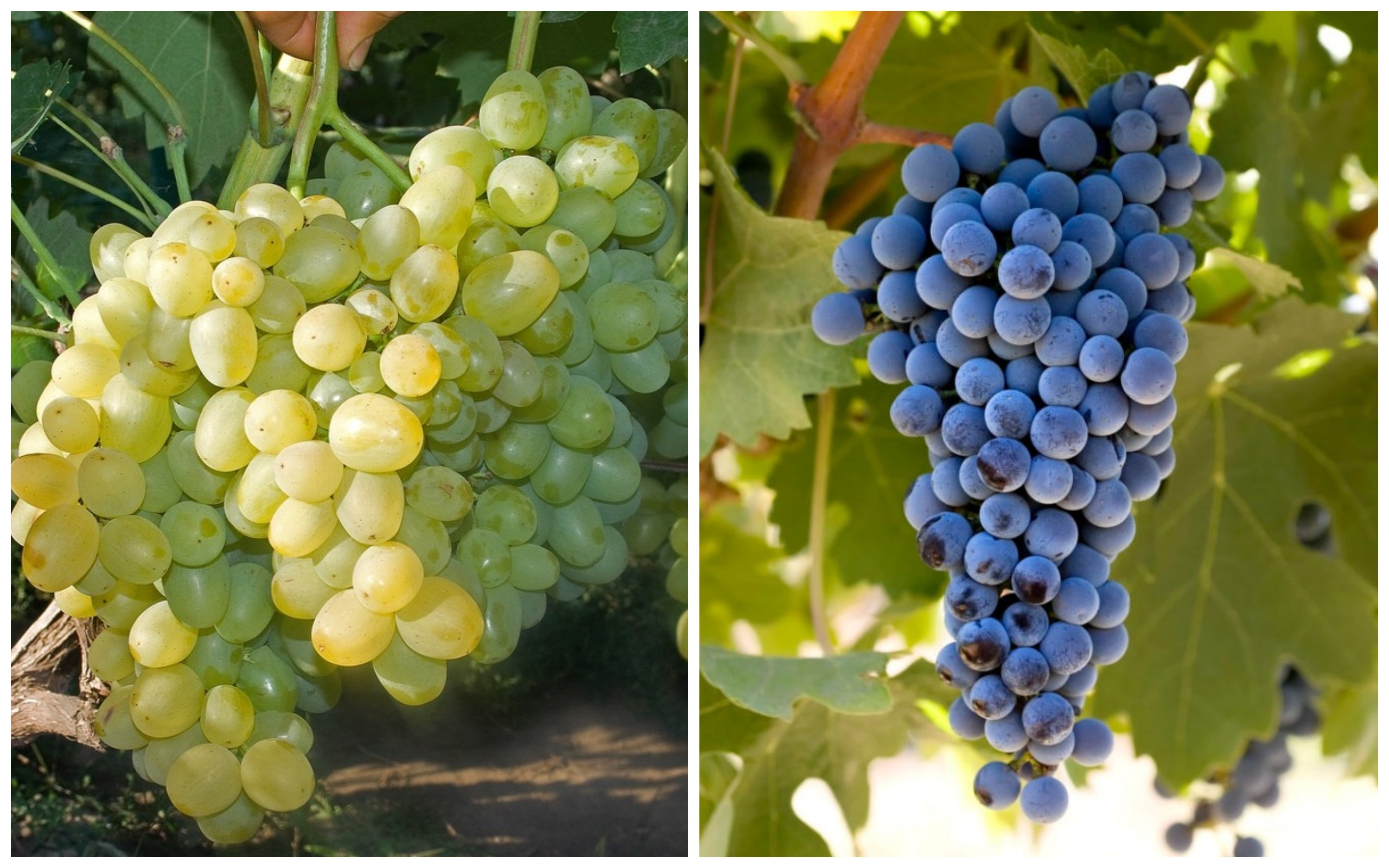 Как ухаживать за виноградом в августе