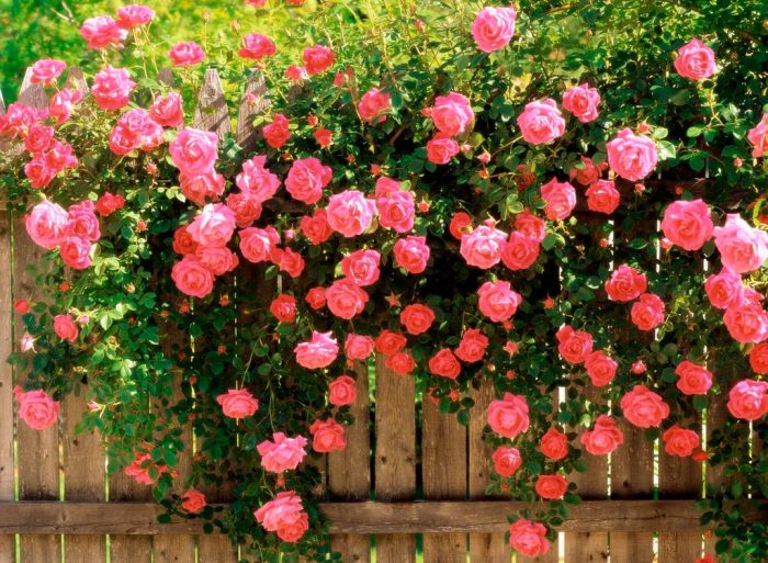 плетистые розы фото