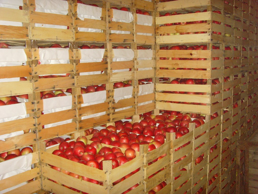 хранения яблок в ящиках