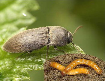 Личинка жука-щелкуна (проволочник)