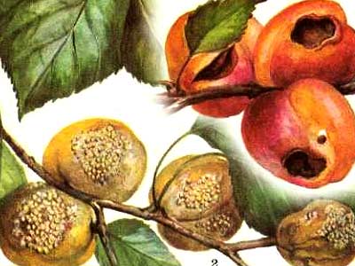 монилиоз плодов абрикоса