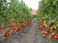 Лучшие сорта и гибриды томатов для открытого грунта