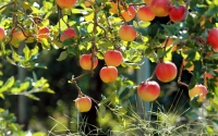 Вредители яблони и борьба с ними