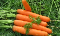 Посадка моркови и ее выращивание