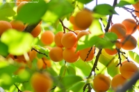 Болезни абрикосов и их лечение с фото