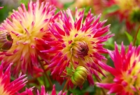 Выращивание георгин: секреты обильного цветения