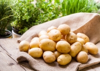 Методы борьбы с вредителями на картофеле: как повысить урожайность?