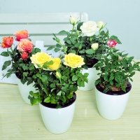 Комнатная роза: сорта и секреты выращивание