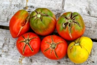 Почему трескаются помидоры?
