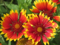 Цветок гайлардия: описание сортов и секреты выращивания