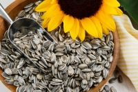 Семена подсолнечника и других культур: где купить максимально выгодно?