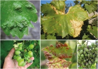 Болезни винограда: описание и лечение (с фотографиями)