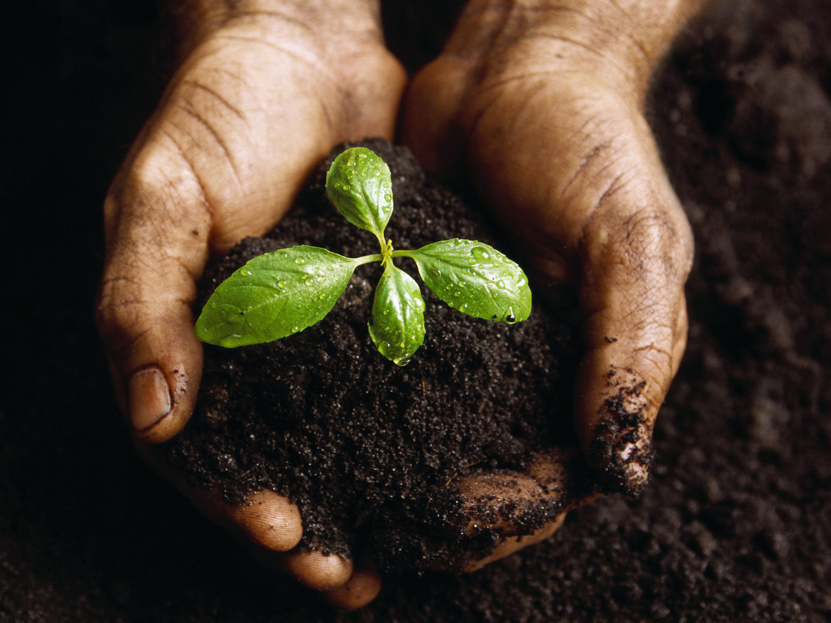 как улучшить плодородие почвы