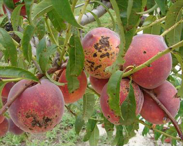 Схема защиты персика от болезней и вредителей