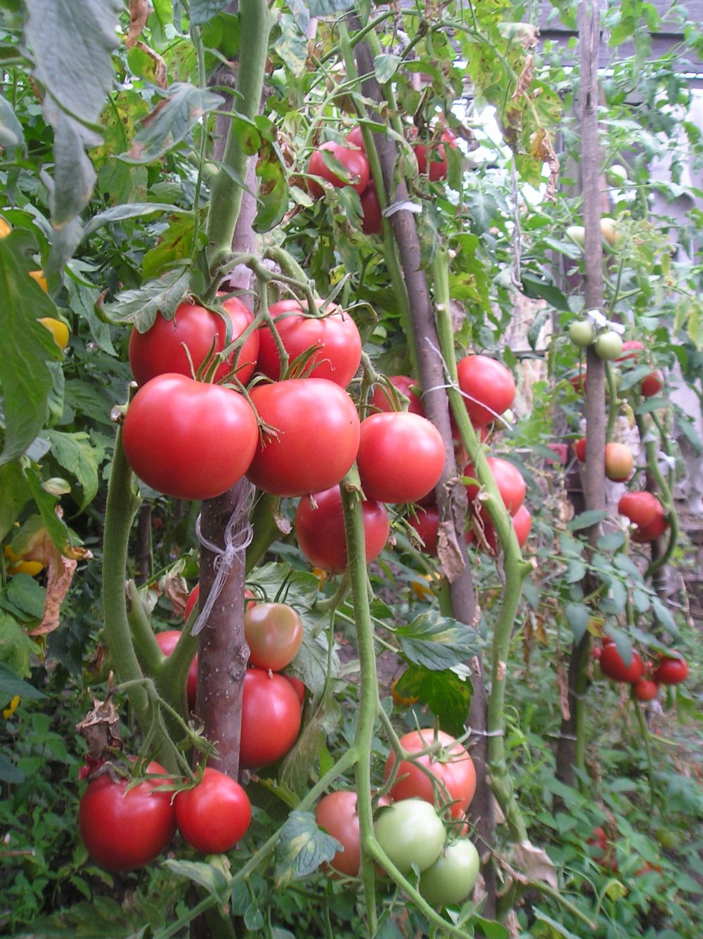 томат касамори