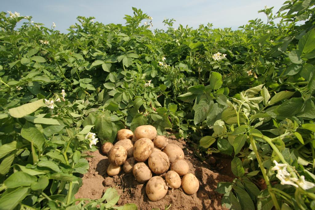 как выращивать картофель