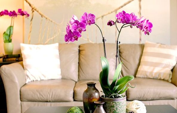 как выращивать орхидею