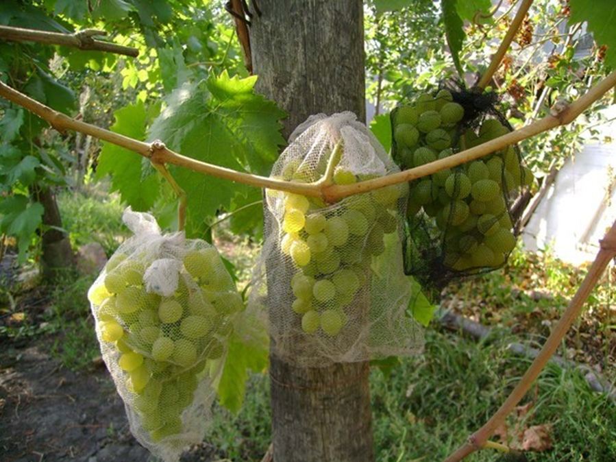 виноград:защита от ос