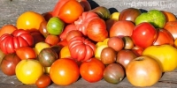 Как выращивать томаты: 10 секретов