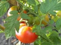 Подкормка помидоров в открытом грунте для быстрого роста плодов