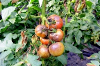 Народные средства от фитофтороза на томатах и картофеле