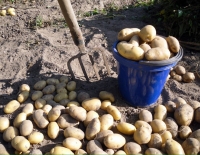 Урожай картофеля: когда копать и как хранить