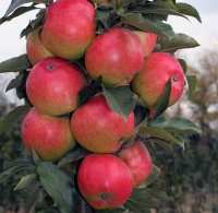 Колоновидная яблоня: способ выращивания, уход и посадка