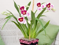 7 самых оригинальных комнатных орхидей