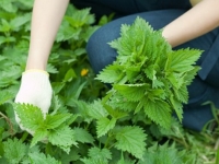 Что можно подкормить крапивой: секреты использования зеленого удобрения