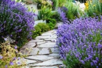 10 идей, как использовать лаванду в дизайне сада