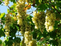 Виноград: уход, посадка, выращивание